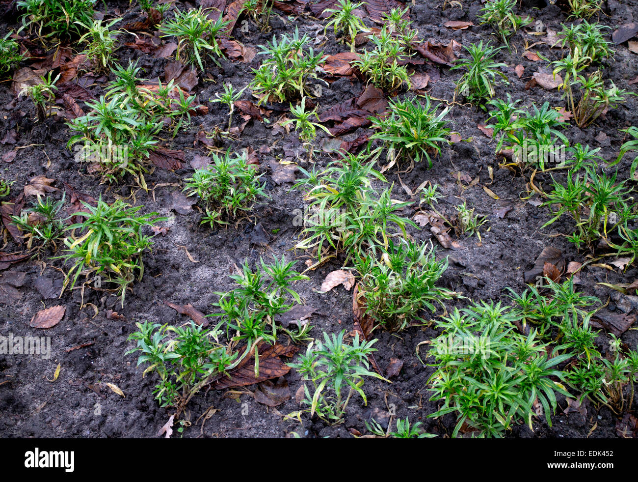 Wallflower plants in flowerbed in winter, Riversley Park, Nuneaton, Warwickshire, UK Stock Photo
