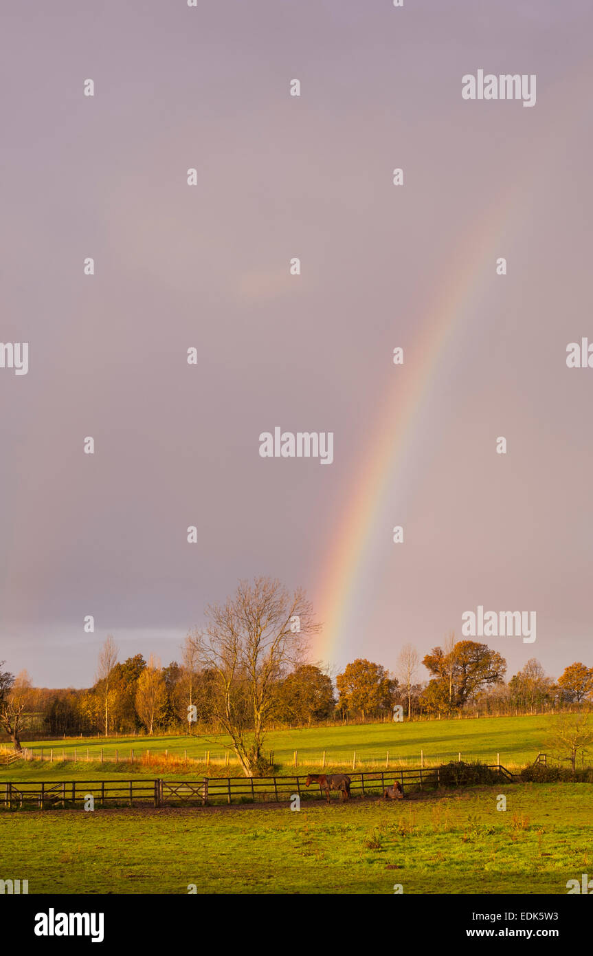A rainbow over a paddock with horses in Henstead , Suffolk , England , Britain , Uk Stock Photo