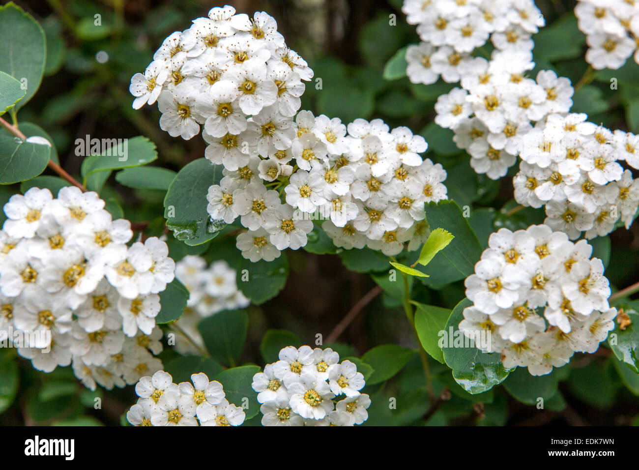 Van Houtte Spirea x vanhouttei spring flowering shrub Spirea vanhouttei flower white Stock Photo