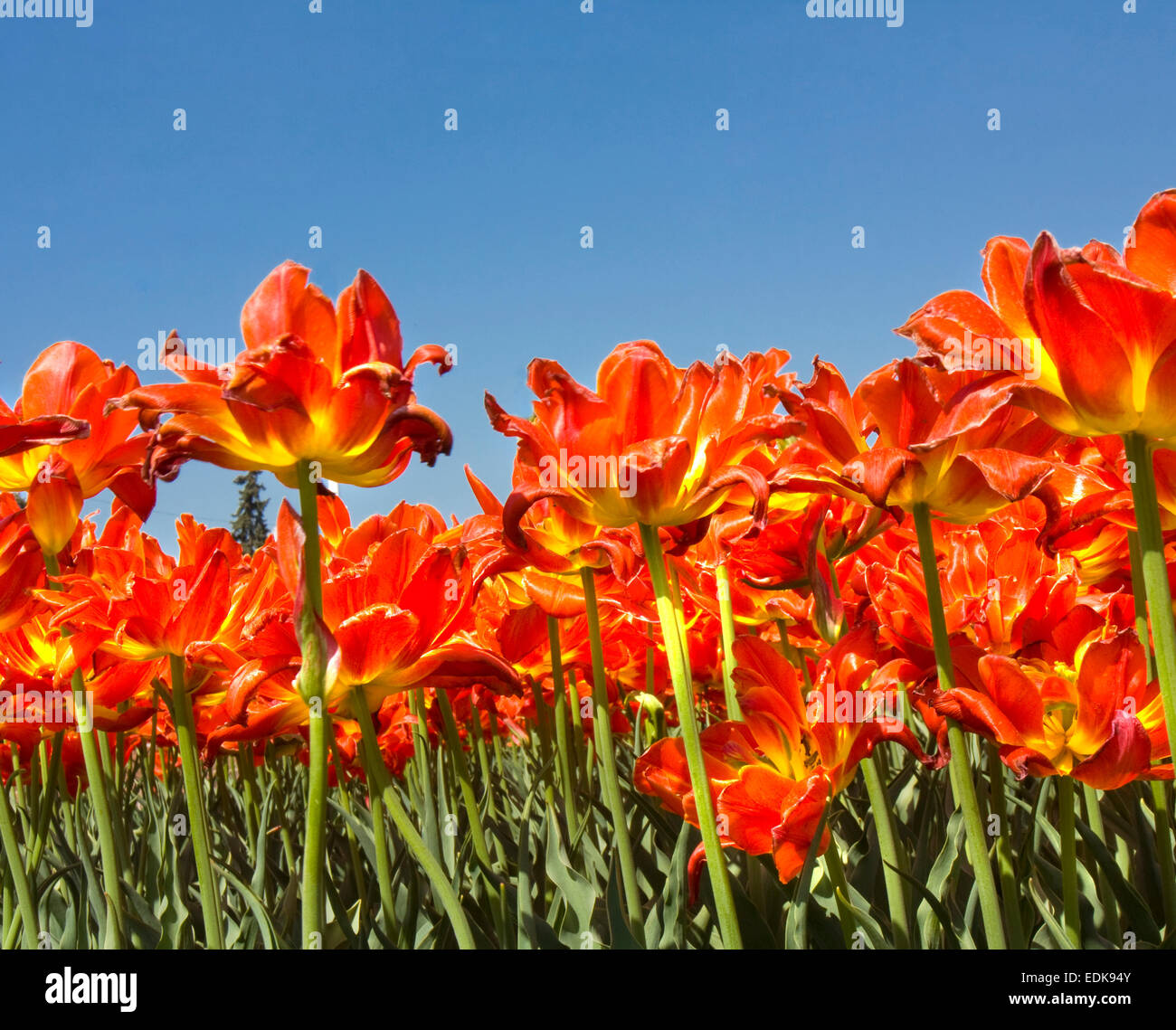 Flower bed with many red tulips on blue sky, horizontal Stock Photo - Alamy
