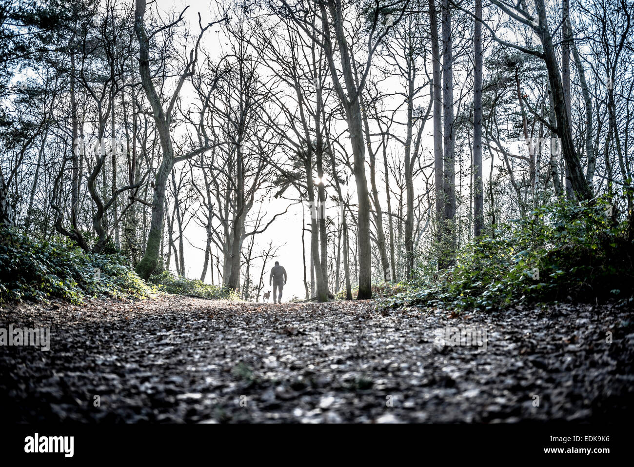 Man walking dog in the woods Stock Photo