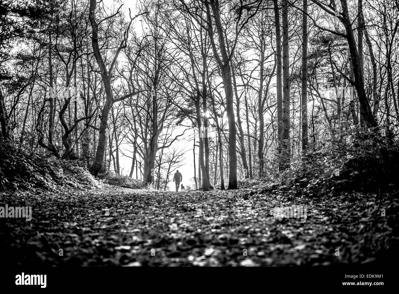 Man walking dog in the woods Stock Photo