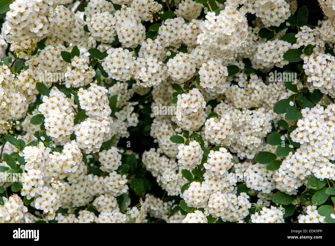 Van Houtte Spiraea vanhouttei flowering shrub Stock Photo
