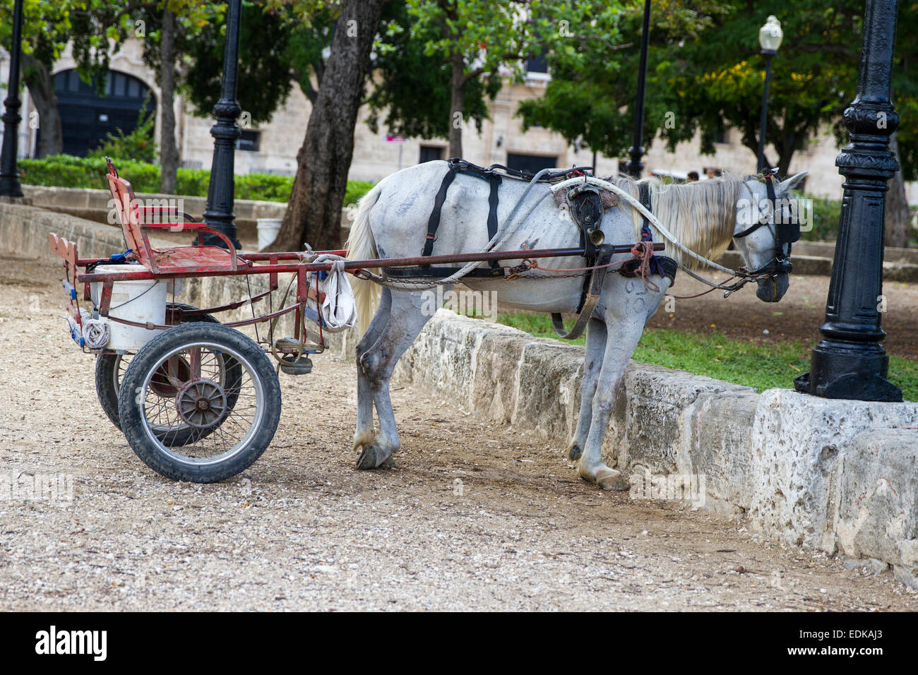 Horse carriages in the street of Havana Stock Photo