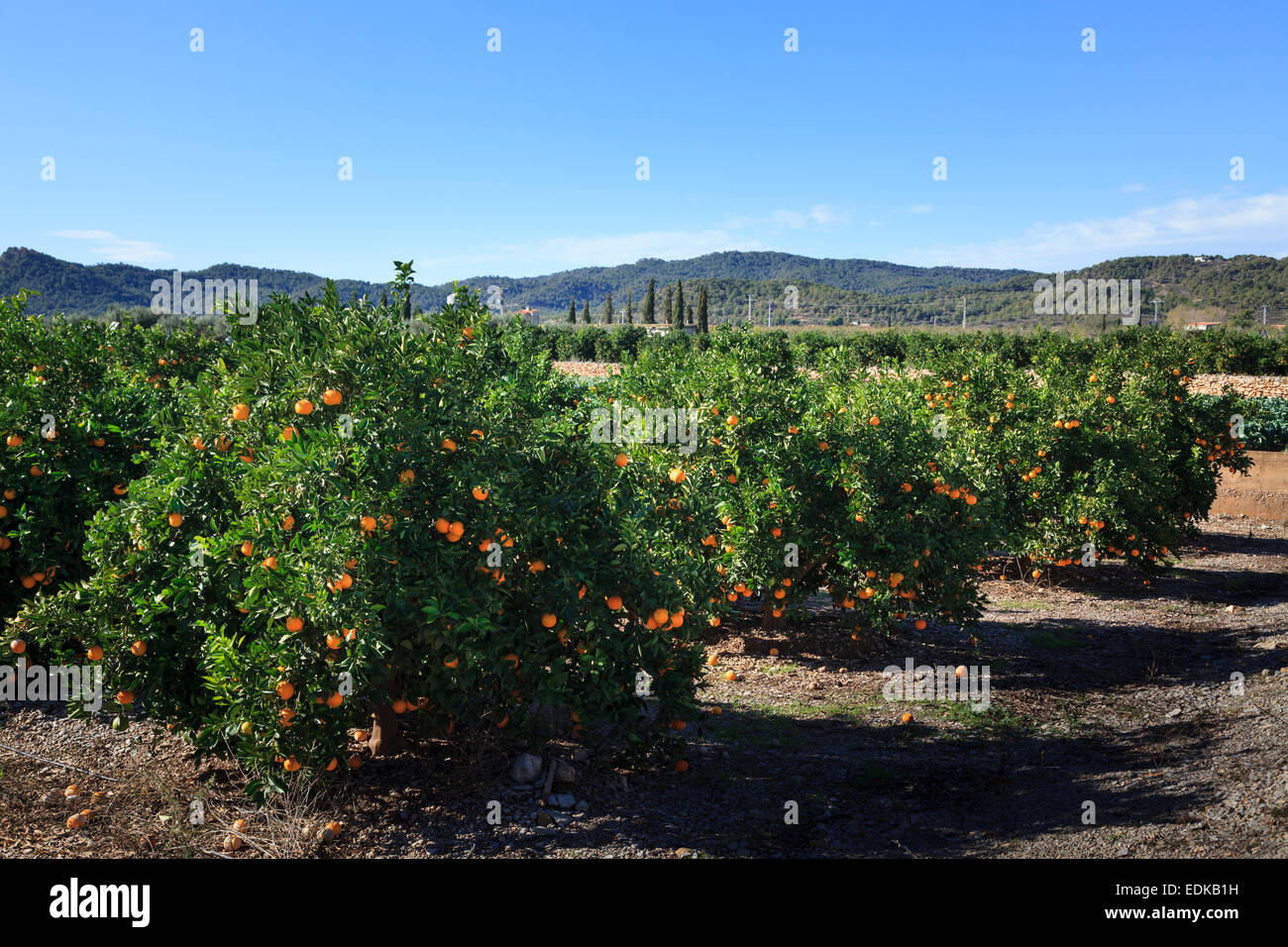 Sunshine ripening oranges hires stock photography and images Alamy