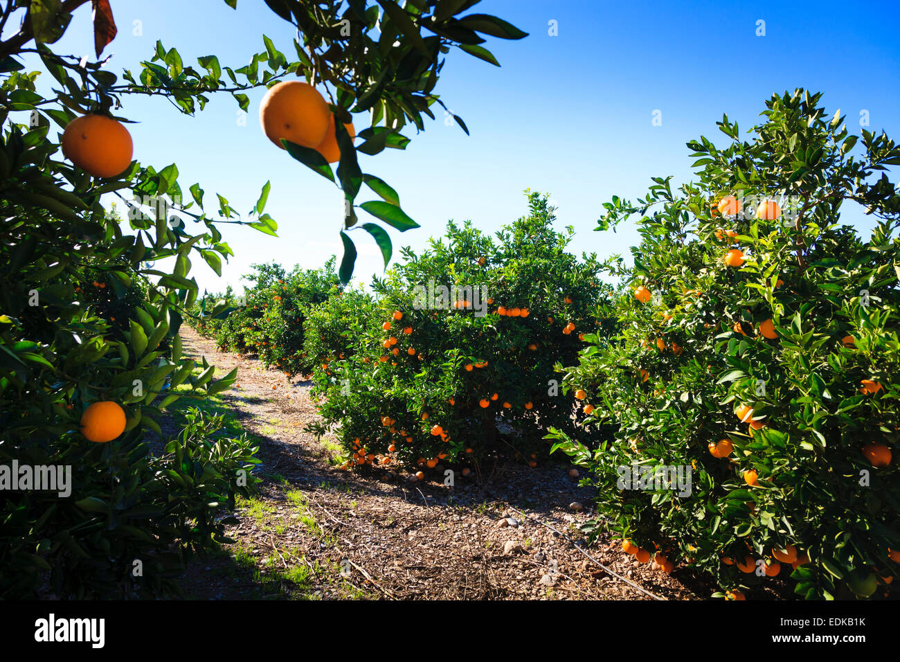Oranges ripening in the sunshine on orange trees in Valencia Spain Stock Photo