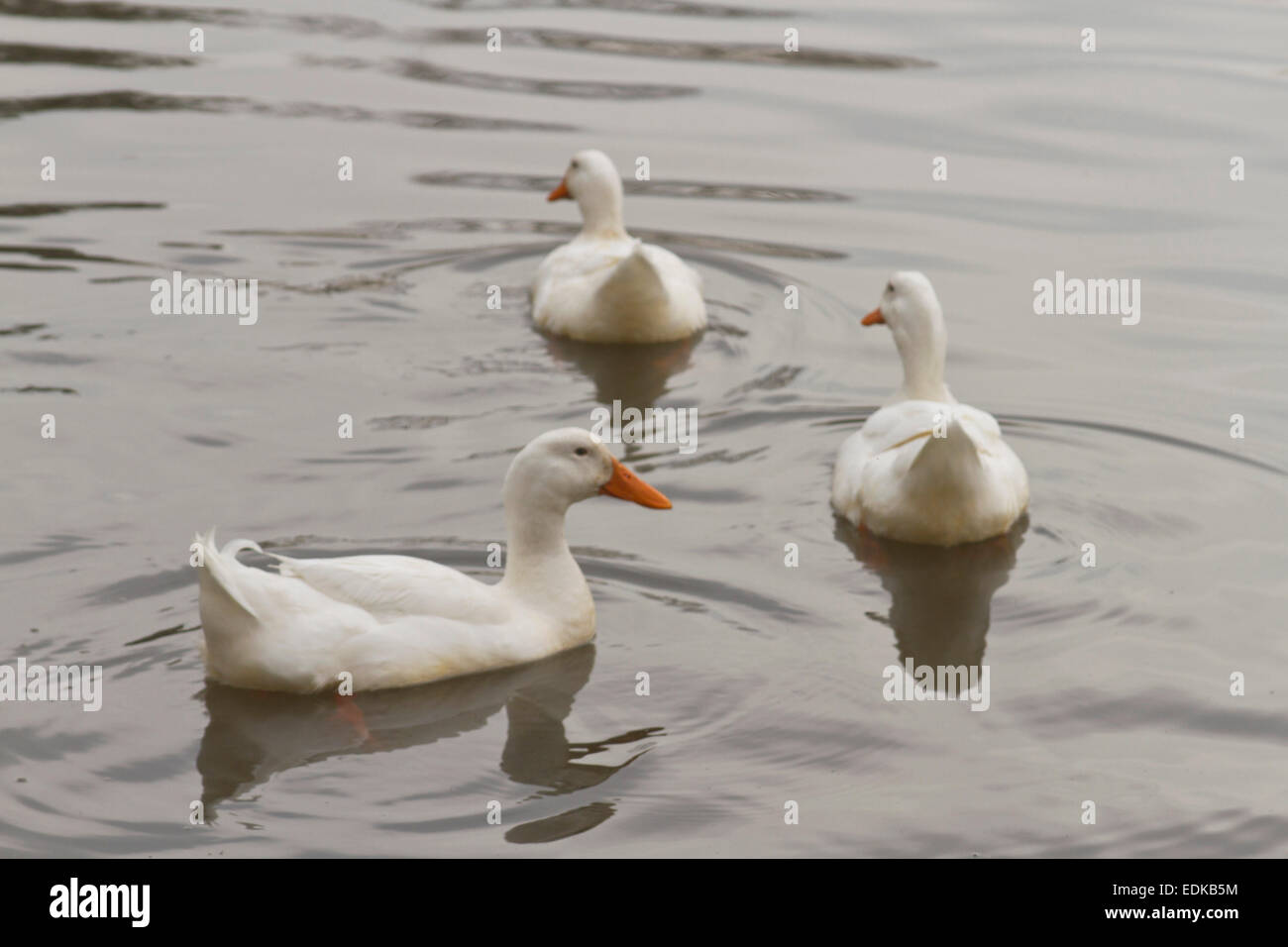 A white male duck swims behind two female ducks on a lake guarding them with a wary eye Stock Photo