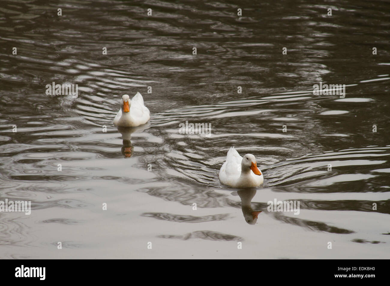 Two curious but wary white ducks on a lake swim closer for a better look Stock Photo