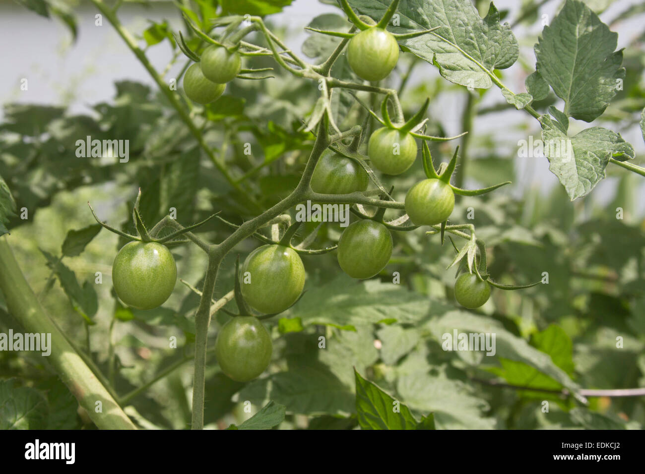 Close up of a sunny summer vegetable garden with plentiful ripening green tomatoes Stock Photo