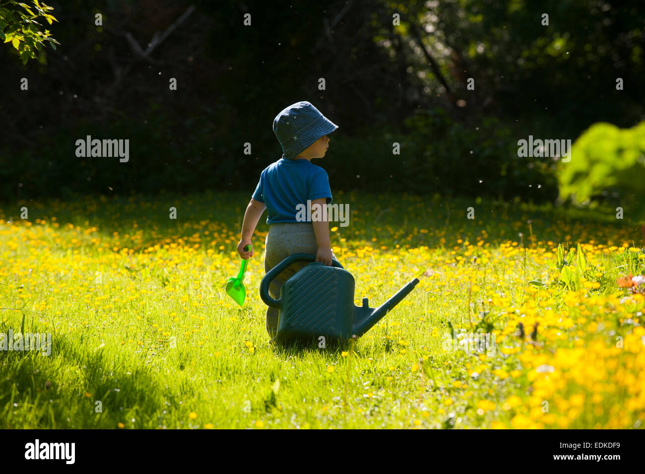 A two year old child with a watering can walking through a Shropshire garden. Stock Photo