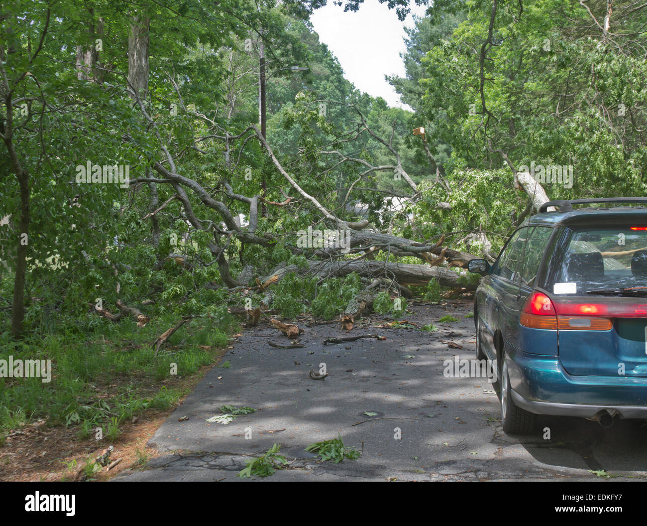 A large oak tree lies crumpled with its branches completely blocking a road stopping a car Stock Photo