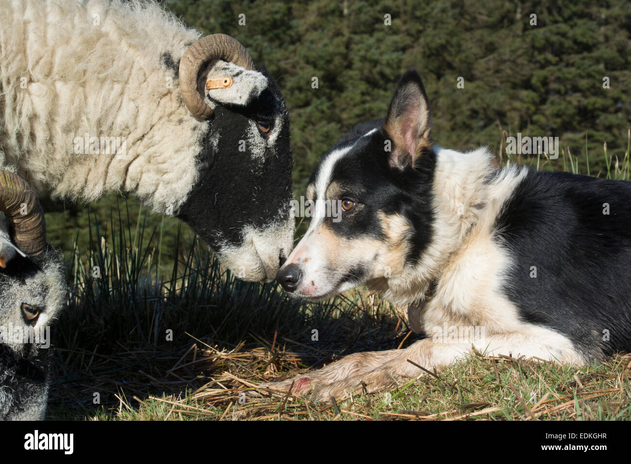 Border collie sheepdog and a swaledale ewe nose to nose, UK Stock Photo