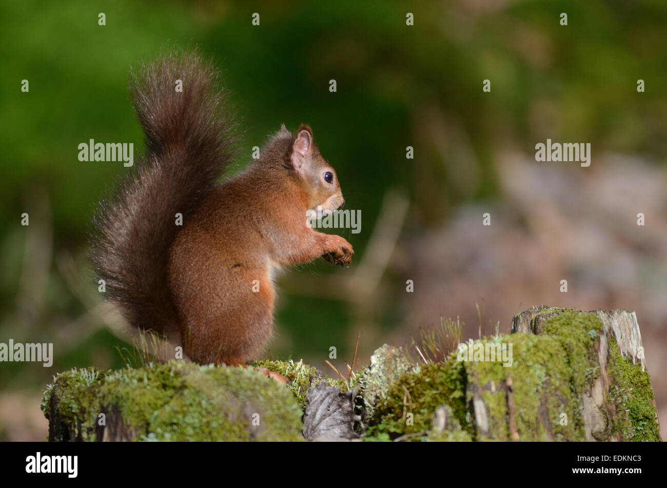 red squirrel Stock Photo