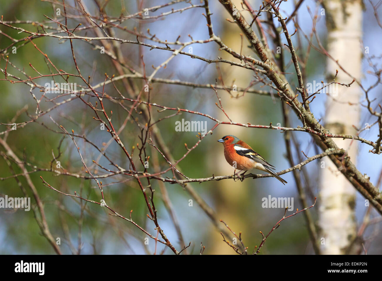 Bud Finch High Resolution Stock Photography and Images - Alamy