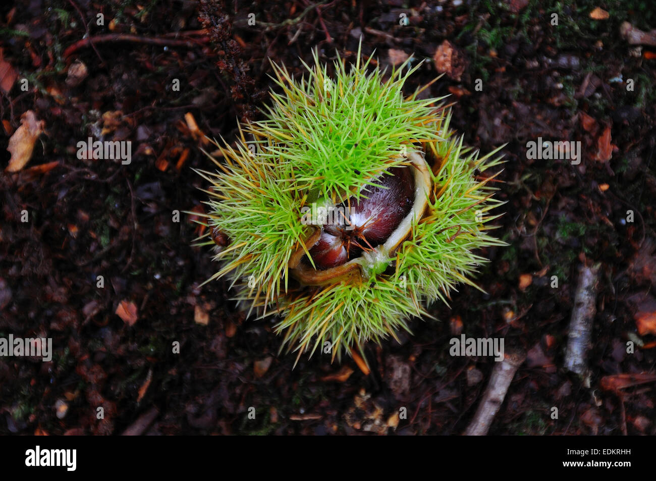A sweet chestnut  just peeping out of its casing UK Stock Photo