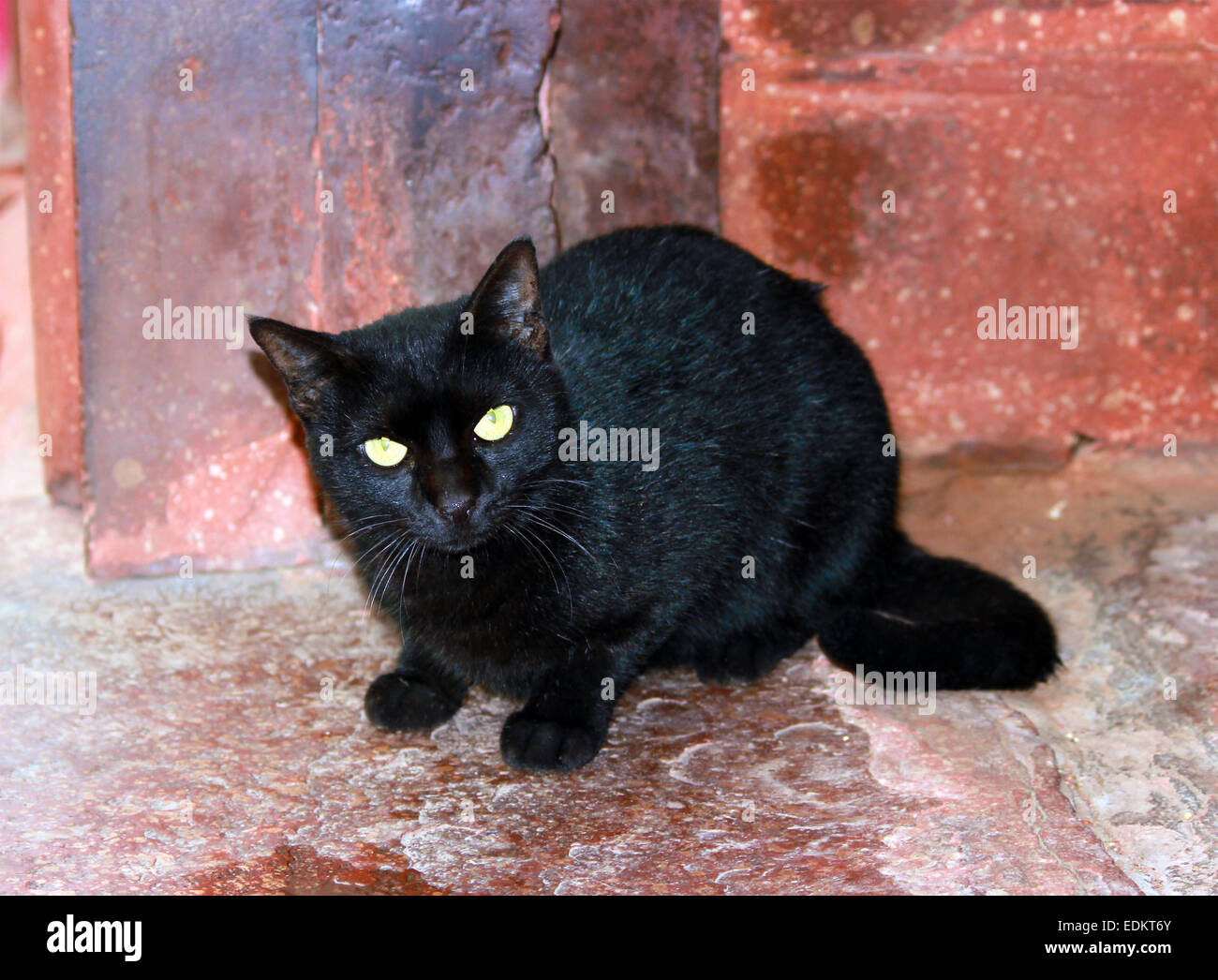 adult, animal, black cat, animals, breed, cat, cats, cream-white-harlequin, domestic, format, long-haired, mammal, mammals, pers Stock Photo