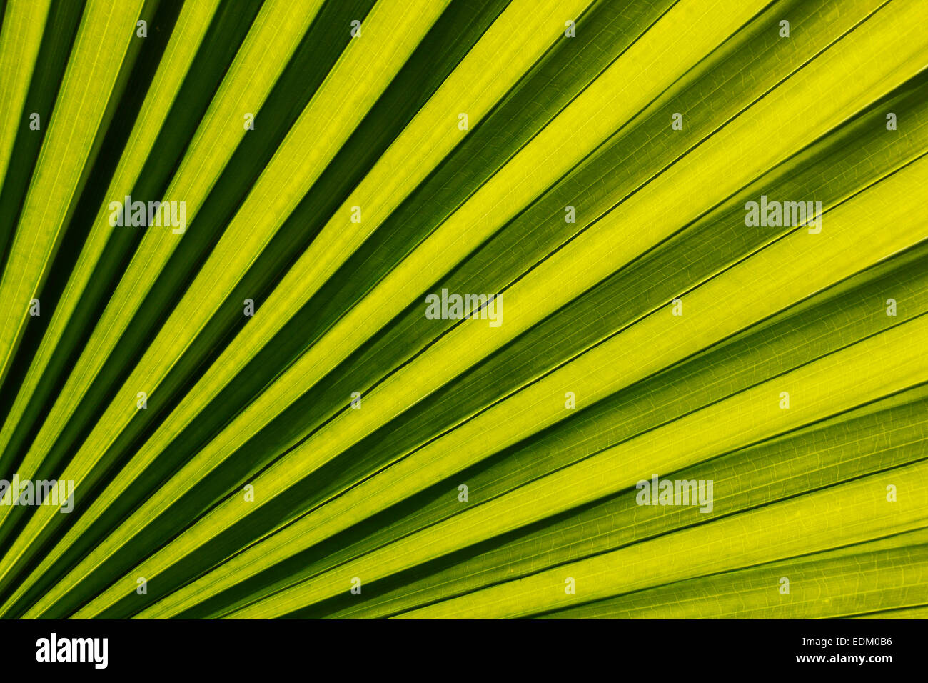 Palm leaves background Stock Photo Alamy