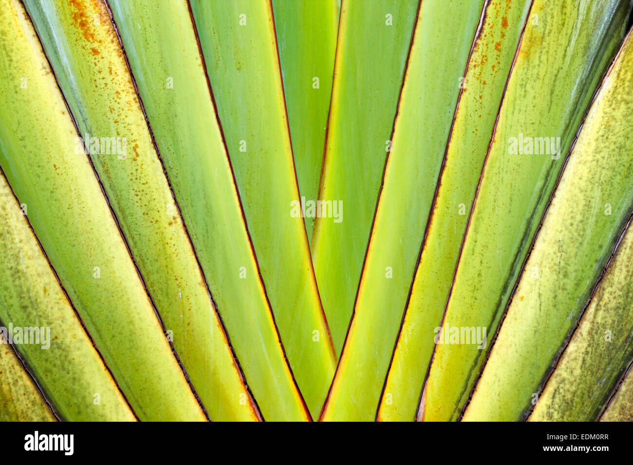 Palm tree leaves Stock Photo Alamy
