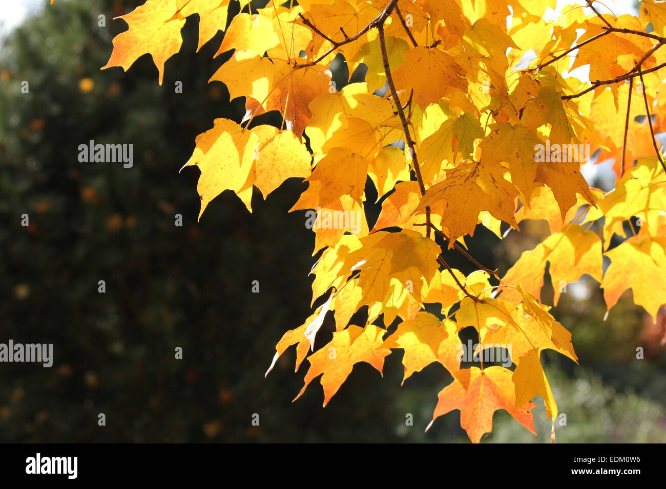 A photo of sun light shining through yellow leaves Stock Photo - Alamy