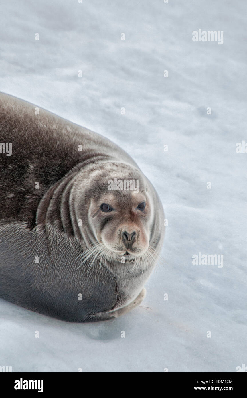 Close up portrait of a Bearded Seal or Square Flipper Seal, Erignathus barbatus,, Hinlopen Strait, Svalbard Archepelago, Norway Stock Photo