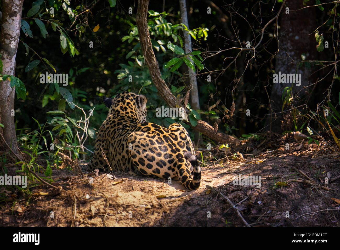 Rear View of the male Jaguar, Panthera onca, they call 'Mick Jaguar', Pantanal, Mato Grosso, Brazil, South America Stock Photo