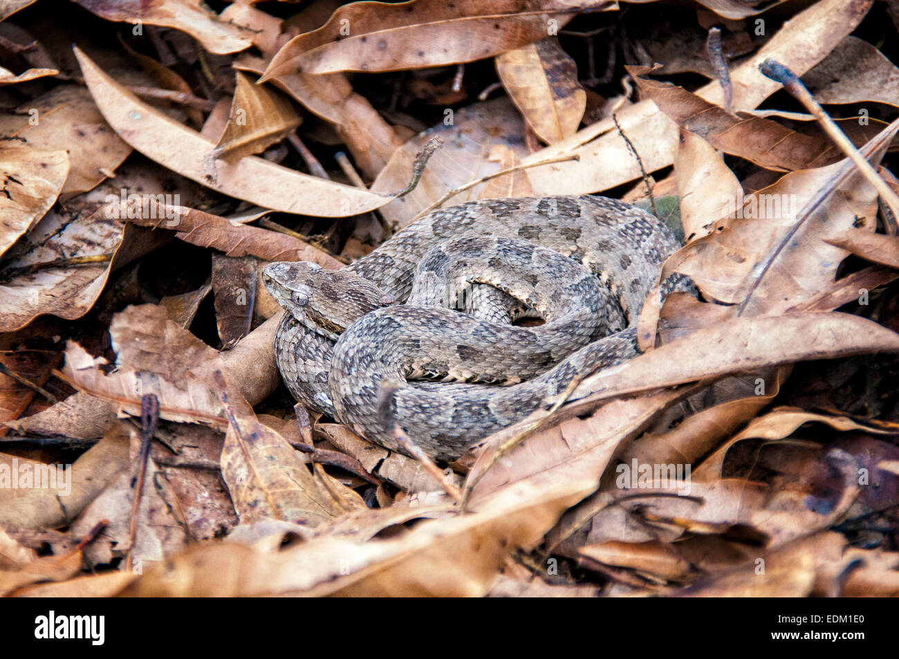 Mato Grosso Lancehead Viper, Bothrops mattogrossensis, coiled on a bed of leaves, Pantanal (Taken under controlled conditions) Stock Photo
