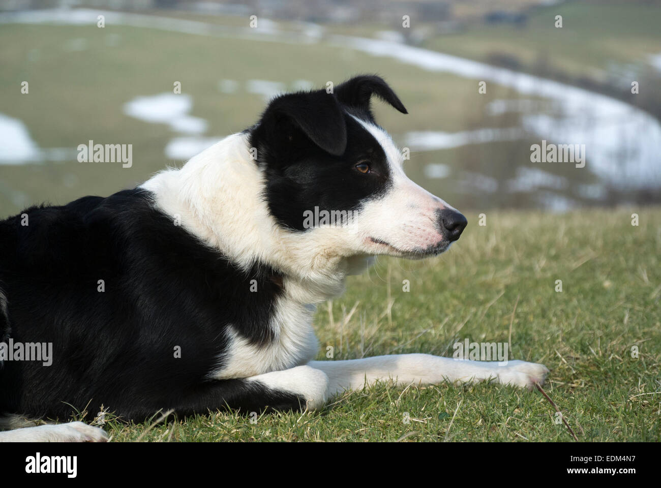 Border collie sheepdog working sheep in upland pastures in winter