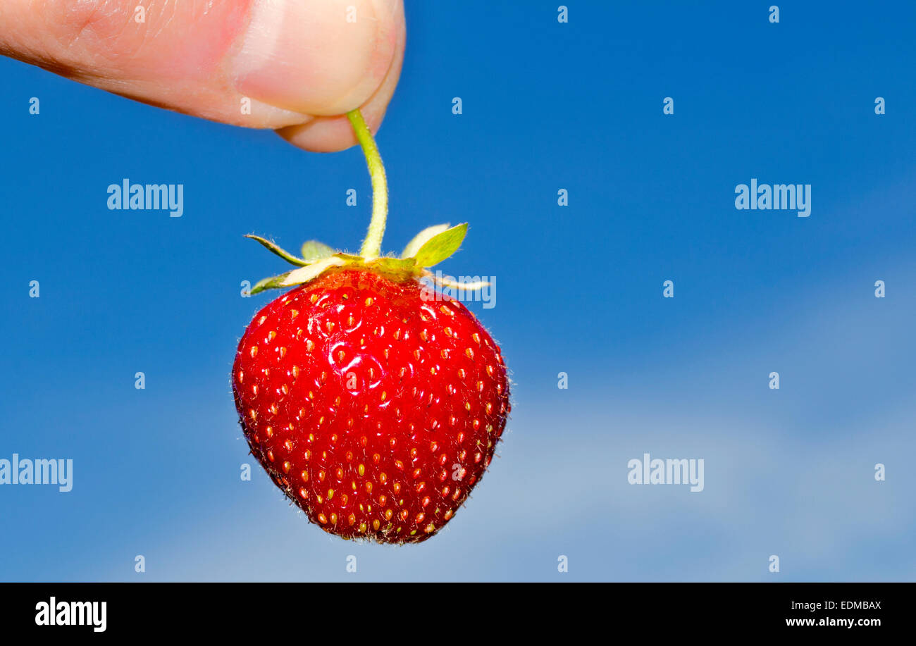 Two fingers holding a single strawberry against a blue sky Stock Photo ...