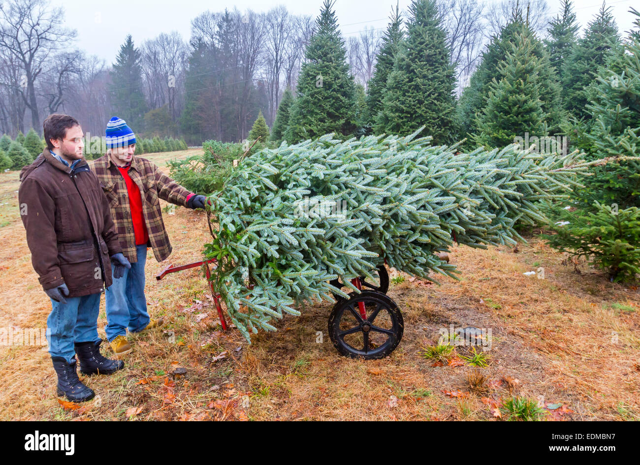 Two young men cut down a Christmas Tree on a Xmas Tree farm. Stock Photo