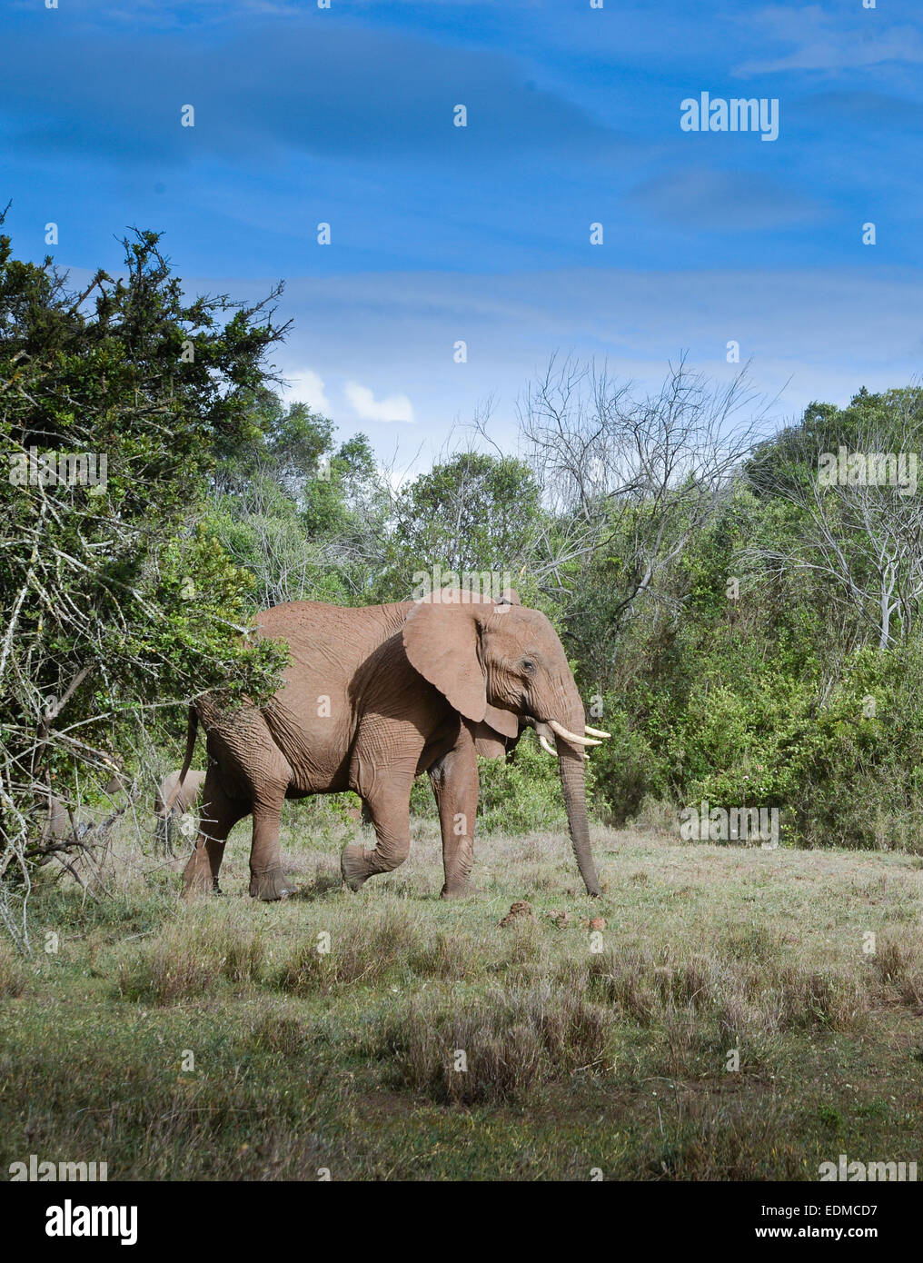 African Elephant in Kenya Stock Photo