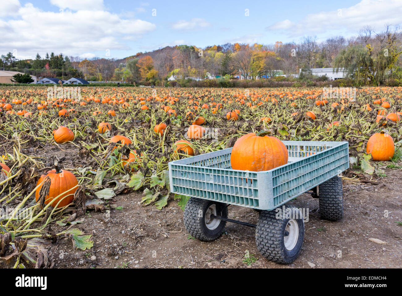 A pumpkin farm and a pumpkin sitting in a wagon. Stock Photo