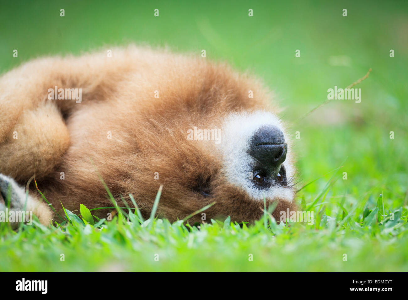 Female White-handed Gibbon (Hylobates lar) resting. Rehabilitated and released. Kaeng Krachan National Park. Thailand. Stock Photo