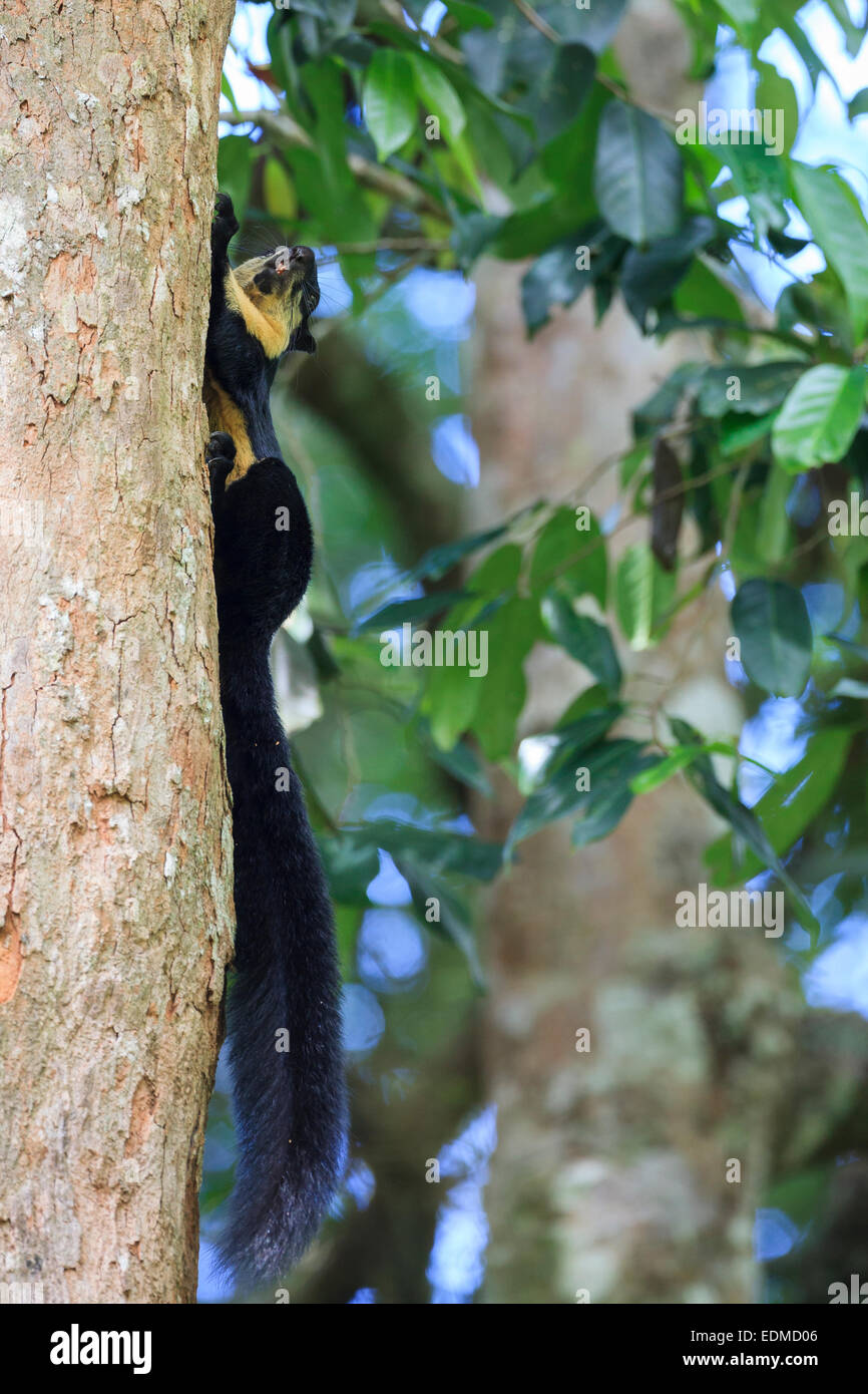 Black Giant Squirrel (Ratufa bicolor) on tree trunk. Kaeng Krachan National Park. Thailand. Stock Photo