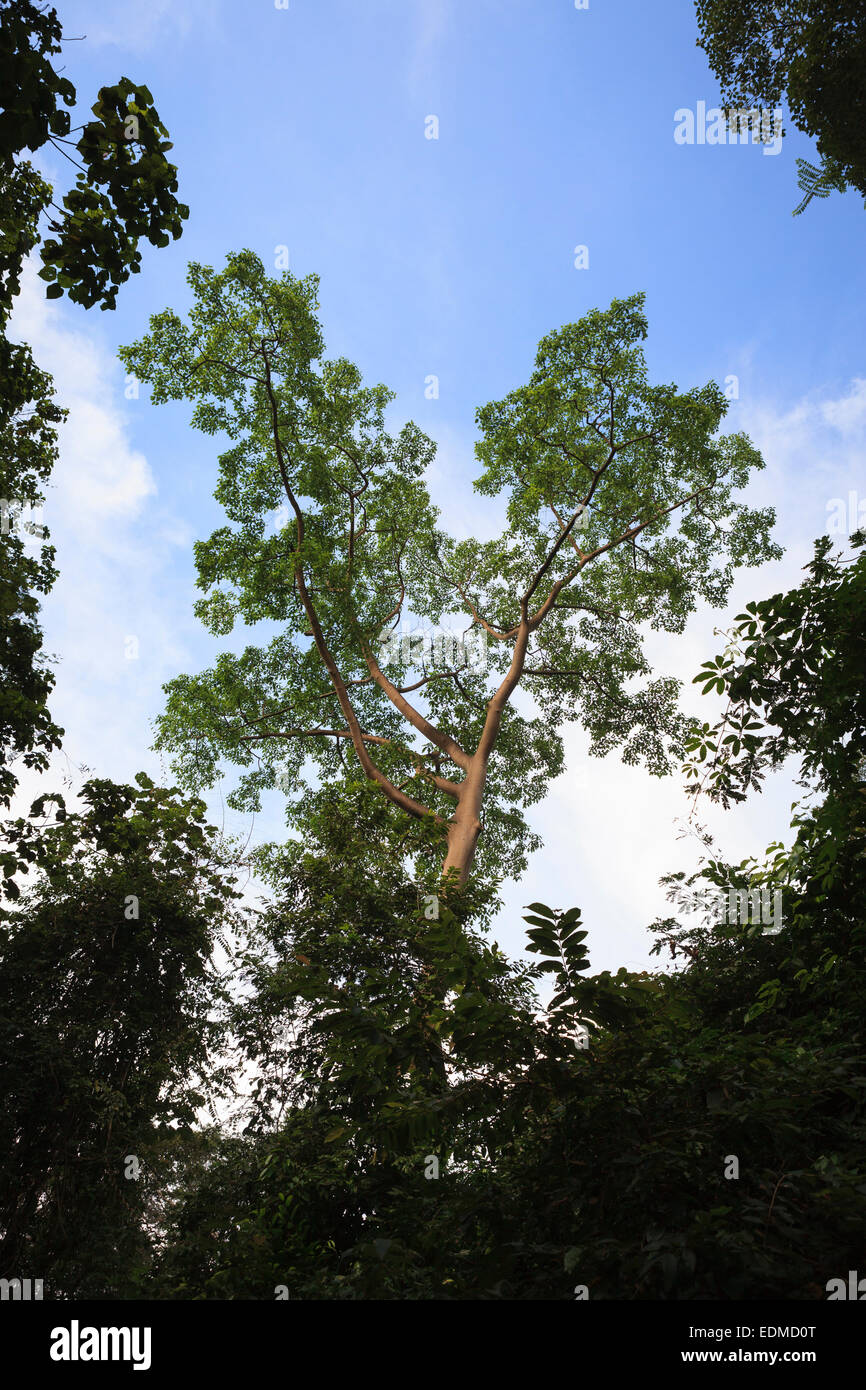 Big tree in rainforest. Kaeng Krachan National Park. Thailand. Stock Photo