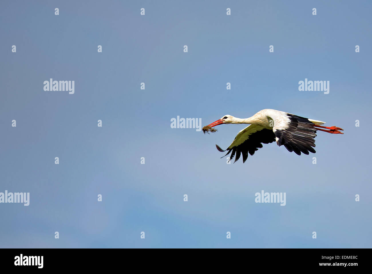 White stork in the flight Stock Photo