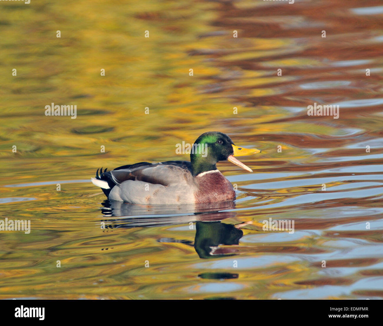 A Mallard duck swims amongst the reflected colours of Autumn at Petersfield pond, Hampshire   Mike Walker Pictur Stock Photo
