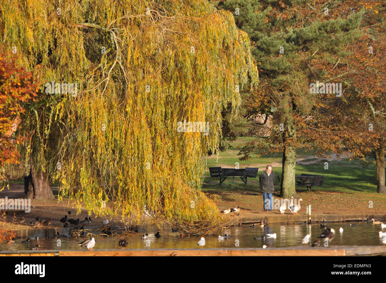 The sunshine brings out the Autumn colours at Petersfield Pond, Hampshire Stock Photo