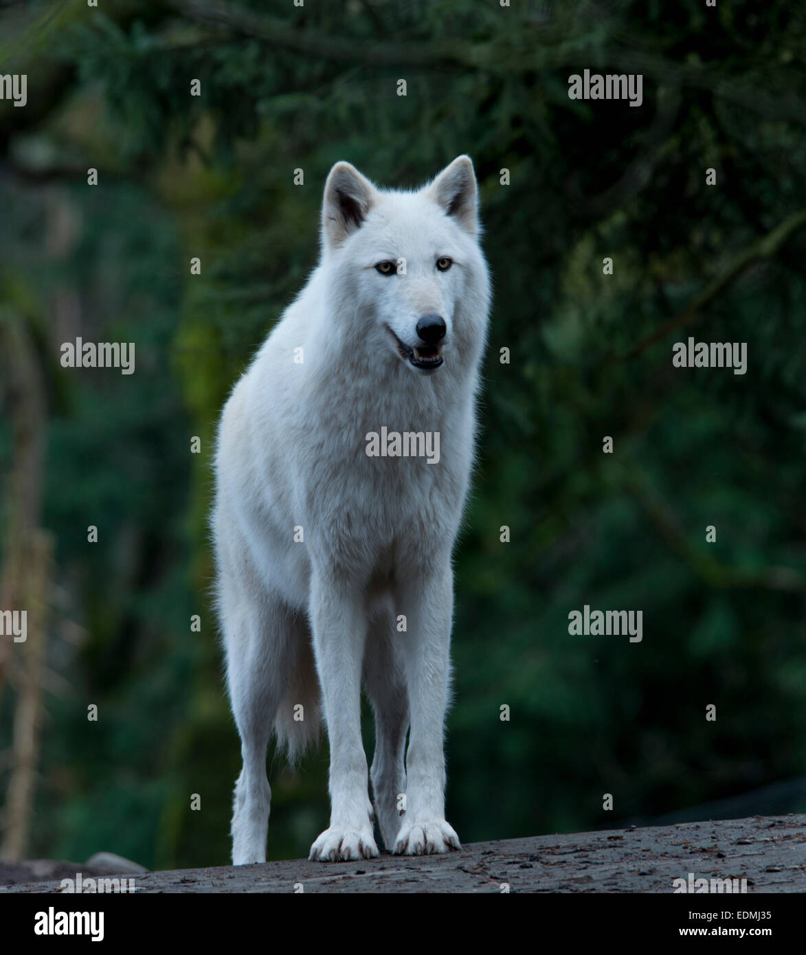 Gray Wolf photographed at the Woodland Park Zoo, Seattle, Washington