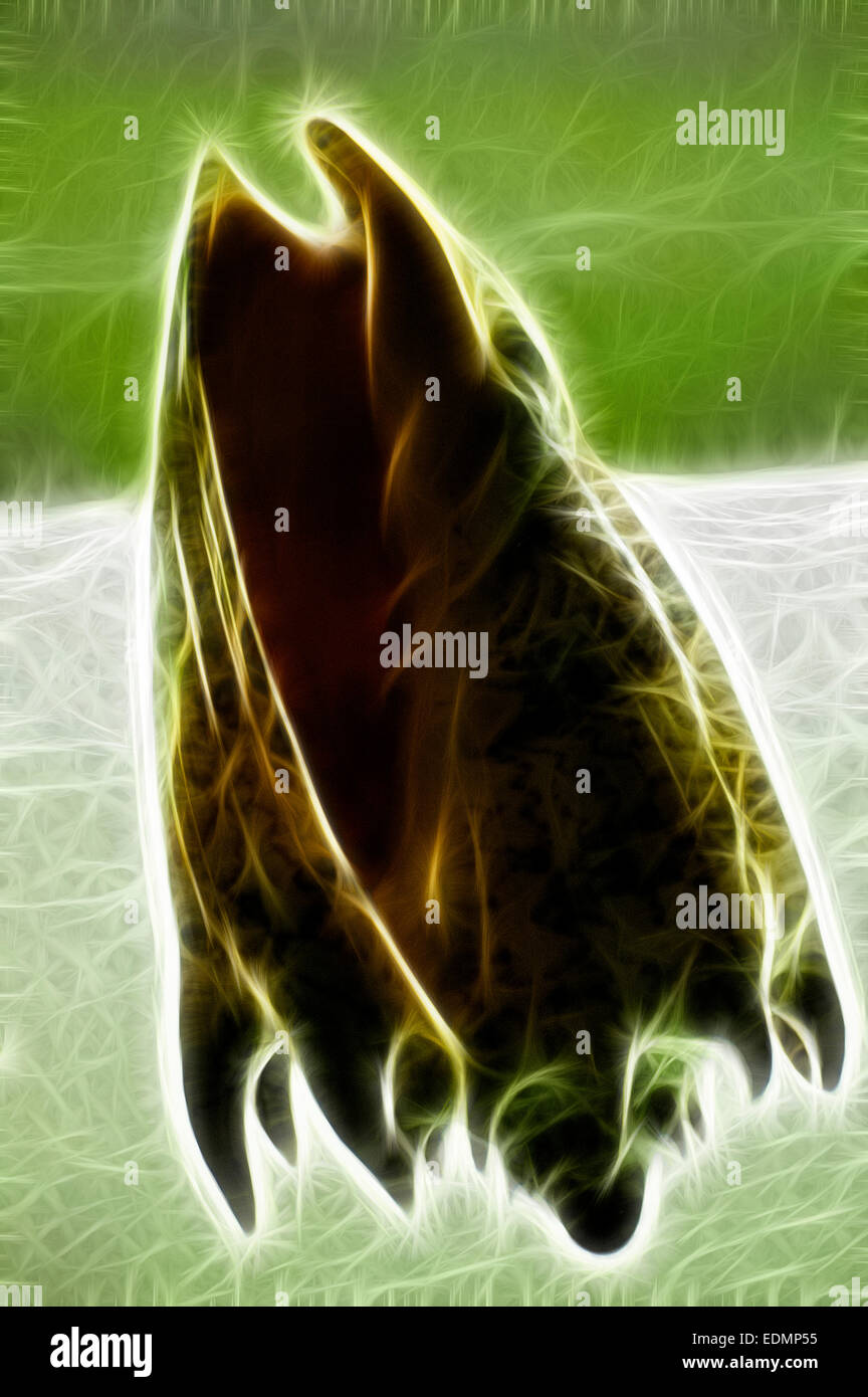 Mollusk shells external skeletal formation, covering the body most