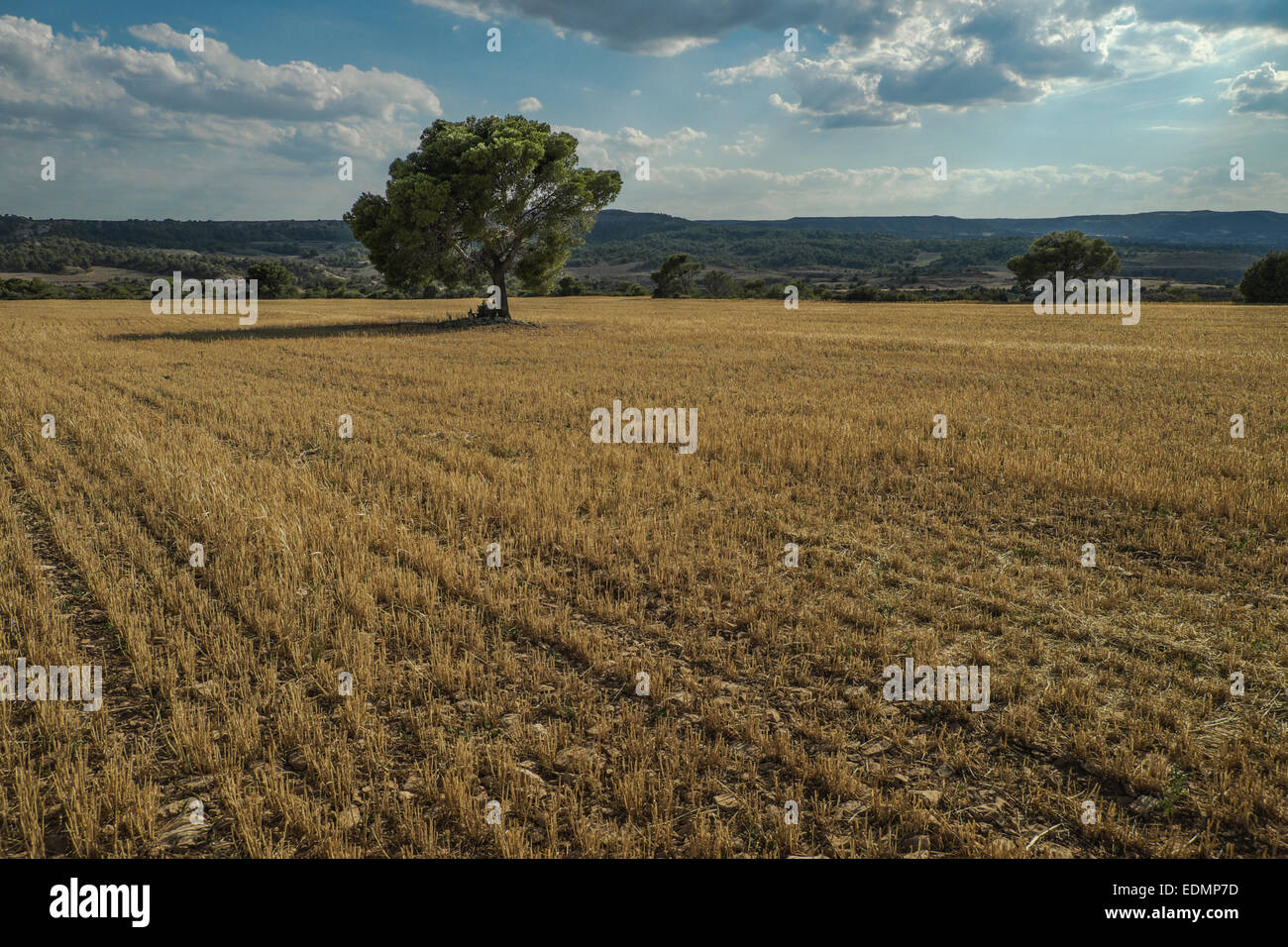 Tree and Cereal field on summertime at Monegros landscape, Aragón, Spain Stock Photo