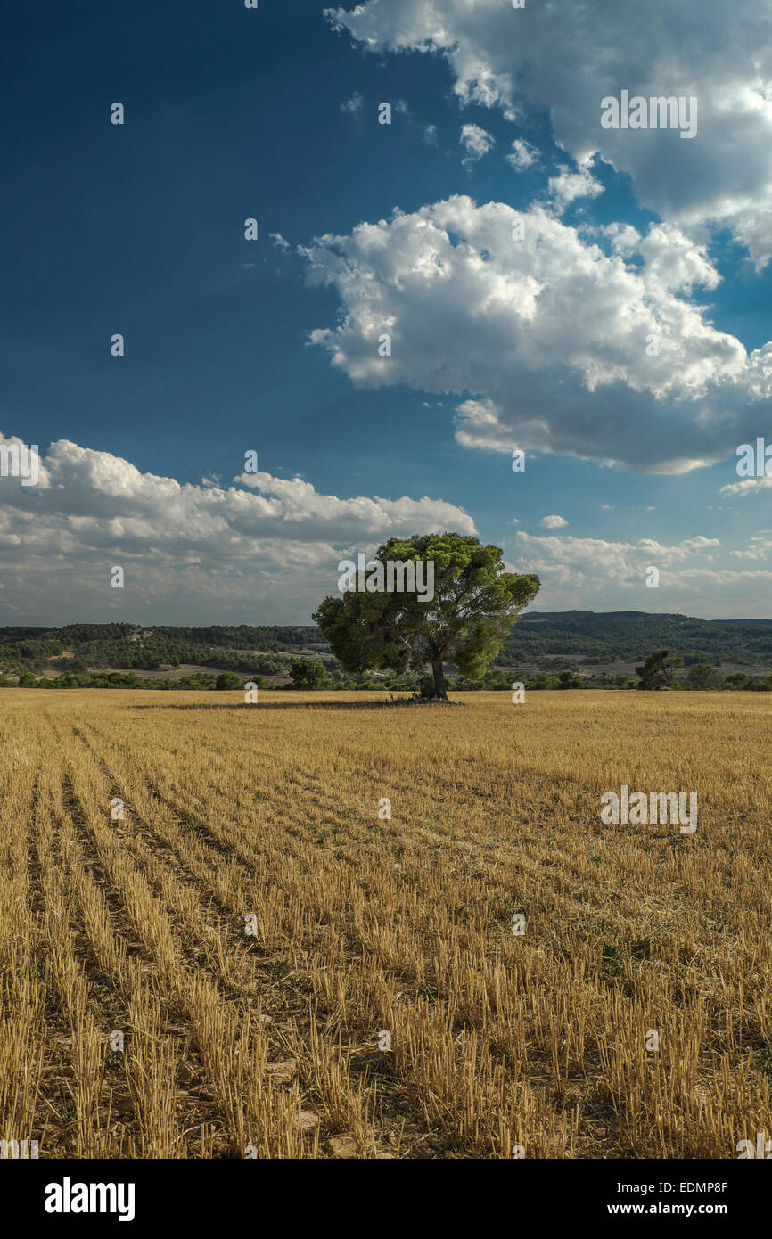 Tree and Cereal field on summertime at Monegros landscape, Aragón, Spain Stock Photo