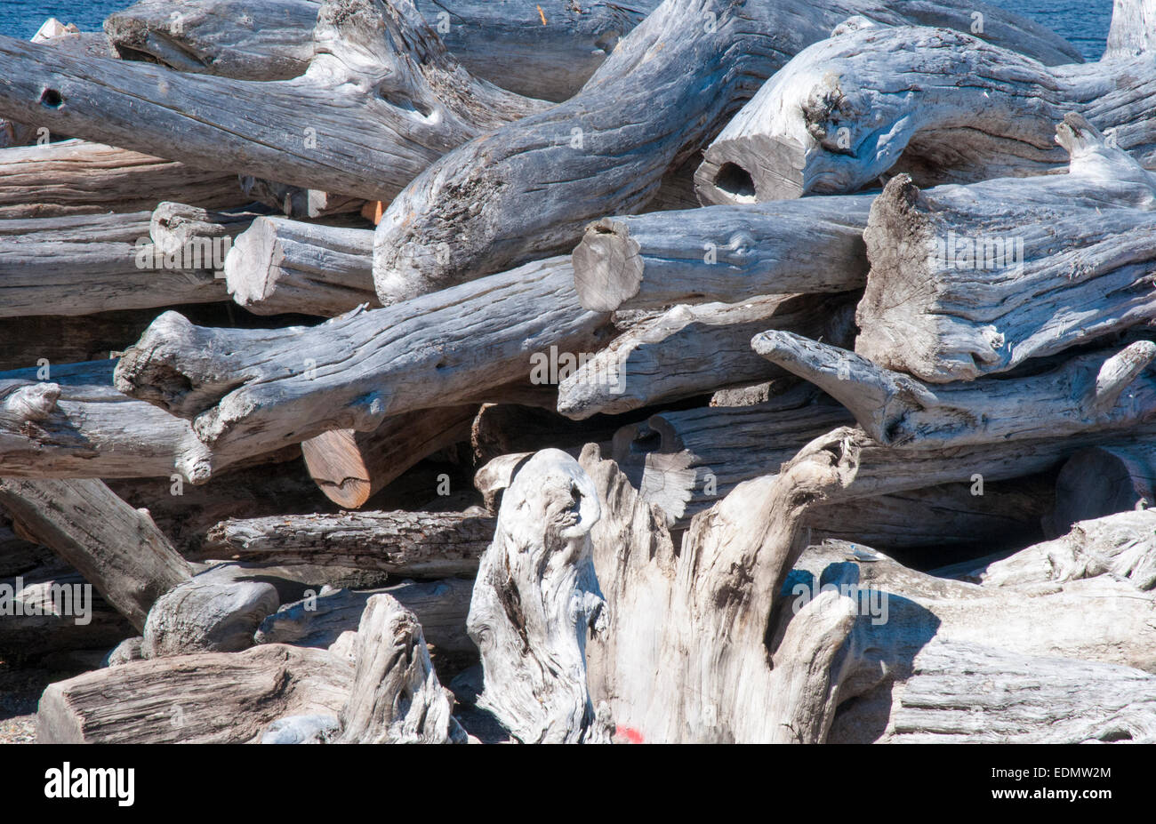 Huon pine logs, salvaged from the bed of the Gordon River, await processing at a specialised mill in Strahan, Tasmania Stock Photo