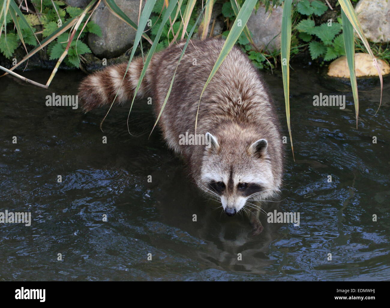North American or northern raccoon (Procyon lotor) at the water's edge Stock Photo