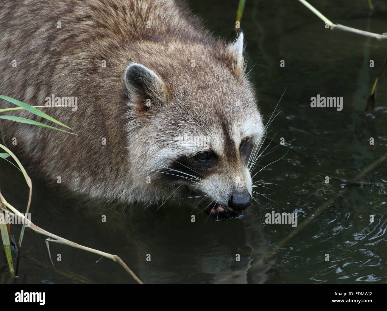 North American or northern raccoon  (Procyon lotor) -  close-up of the head and paws Stock Photo