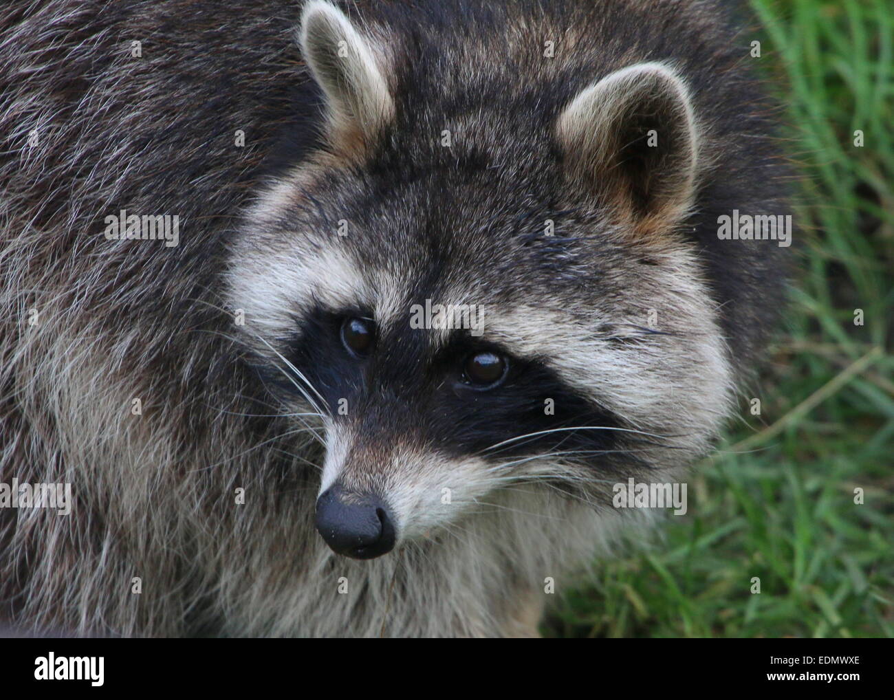 North American or northern raccoon rapscallion (Procyon lotor) -  close-up of the head Stock Photo