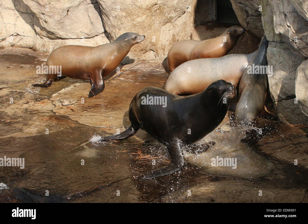 Group of 5 California sea lions (Zalophus californianus) Stock Photo