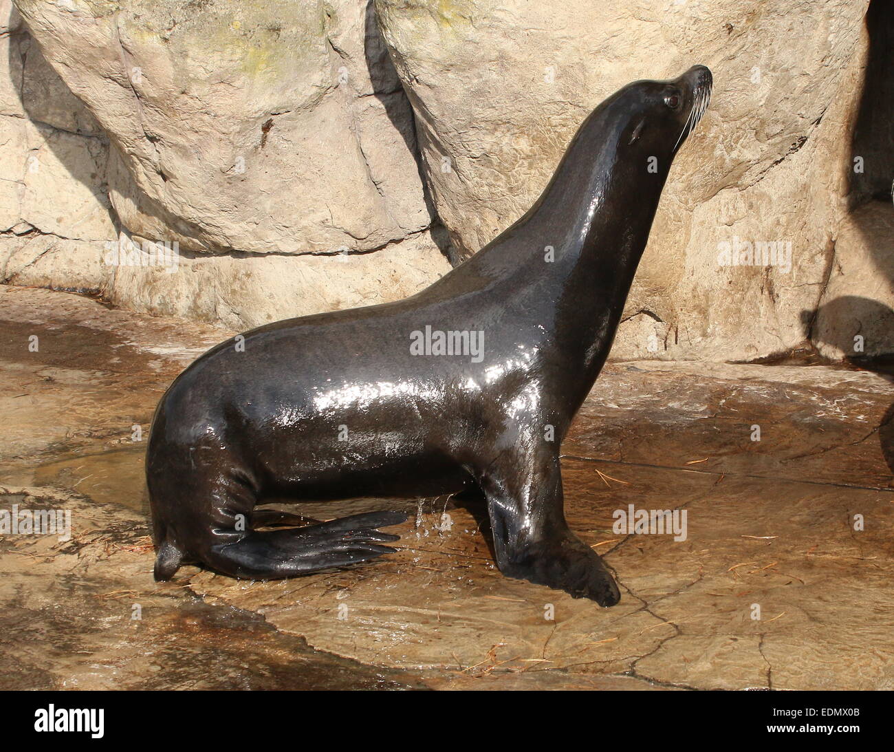 Male California sea lion (Zalophus californianus) Stock Photo