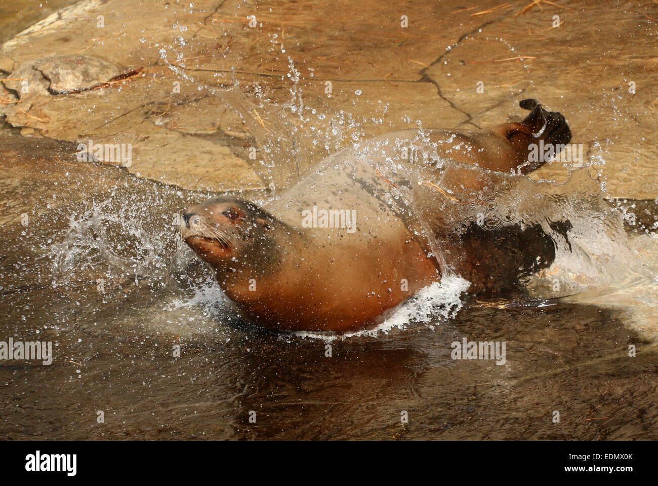 Female California sea lion (Zalophus californianus) splashing wildly in the water on a rocky coast as she enters the water Stock Photo
