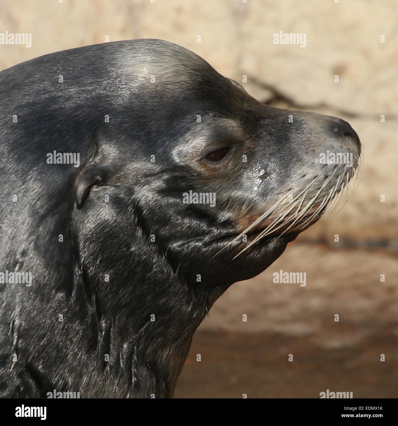 Male California sea lion (Zalophus californianus), detailed close-up of the head Stock Photo