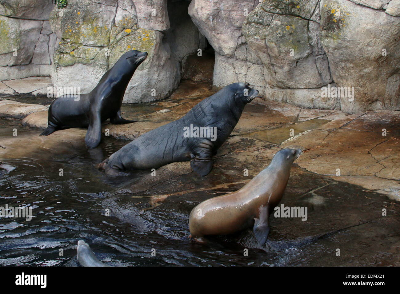 Three California sea lions (Zalophus californianus), a mature male, a female and a younger male Stock Photo